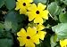 Black Eyed Susan Vine Seeds - Thunbergia alata - 200 Seeds