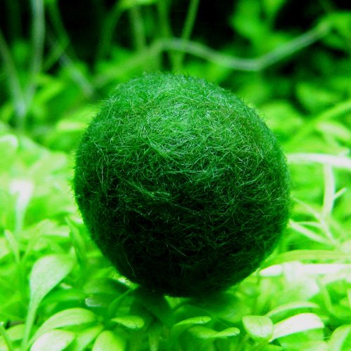 国産マリモ(特大) 約2.0cm前後