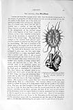 Natural History 1896 Common Leech Sea-Lily Myzostoma