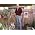 Thumbnail image of King Tet