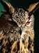 Eurasian Eagle-Owl (Strigidae Sp.), United States of America Art Styles Photographic ...