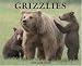 Book Grizzlies 2008 Calendar