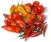 Hot Chilies: Naga Jolokia, Fatalii, Habanero, Birdseye - 24