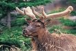 Elk 1000pc Jigsaw Puzzle