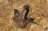 Dinosaur Footprint in Rock - 18W x 12H - Peel and Stick Wall Decal by Wallmonkeys