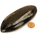 Orthoceras Fossil