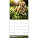 TF Publishing 171006 Wall Calendar 2017, Golden Retrievers