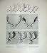 1904 British Fallow Deer Head Horns Nature Mammals