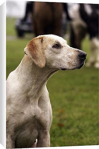 Canvas Prints of Duke of Beaufort Hunt from Country Life 