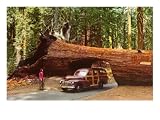 Stationwagon Driving under Fallen Redwood Giclee Poster Print, 32x24