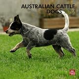 Australian Cattle Dogs 2012 Square 12X12 Wall Calendar (Multilingual Edition)