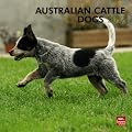 Australian Cattle Dogs 2012