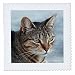 3dRose qs_16934_3 Tabby Cat Portrait Quilt Square, 8 by 8-Inch