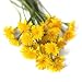 Dandelion Flowers - 18