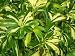 Varigated Schefflera Arbicola Trinette 3 Pack Starter Live Plants