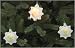 Tools & Hardware : Set of 10 Disney Peter Pan's Tinkerbell White Snowflake Christmas Lights