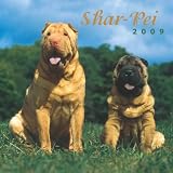 Shar-Pei 2009 Square Wall Calendar