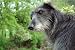 Deerhound Scrutateur - 24