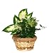 Gift Dish Garden with Live Tropical Foliage Plants