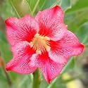 9GreenBox - Very Rare Grafted Adenium Desert OH MY !!! House Plant Bonsai
