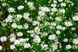 Lovely White Asters (Montecasino), Wholesale 120 Flowers