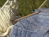 Knitting Needles and Handspun Wool at a ...
