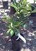 Semi Dwarf Pixie Mandarin Tree One Gallon