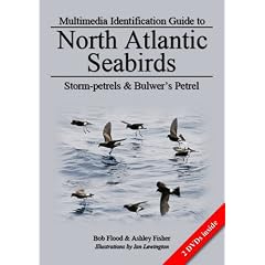Storm-petrels and Bulwer's Petrel (North Atlantic Seabirds)