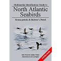 Storm-petrels and Bulwer's Petrel (North Atlantic Seabirds)