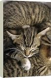 Box Canvas Print of Tabby Kitten from RSPCA