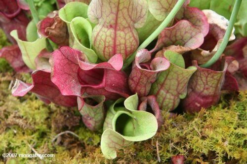 10 CARNIVOROUS SOUTHERN PURPLE PITCHER PLANT Venosa Burkii Flower Seeds 10 CARNIVOROUS SOUTHERN PURPLE PITCHER PLANT Venosa Burkii Flower Seeds