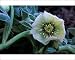Photographic Prints of Hardy Hellebore x Hybridus - surviving frost from Ardea Wildlife Pets