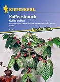 Eigenschaften Kiepenkerl - Blumen-Saatgut  / Coffea arabica Kaffeestrauch