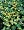 Canary Bird Vine 10 Seeds -Tropaeolum