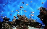 Everything You Need To Know About Saltwater Aquariums And The Care of The Beautiful Fish!