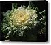 Winter Cabbage Patch Canvas Print / Canvas Art - Artist Suzanne Gaff