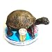 Poker Card Cover Lucky Turtle