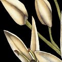 Graphic Lily Middle Left - White (16 x 16")