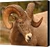 Bighorn Ram With Evident Disdain Canvas Print - Canvas Art