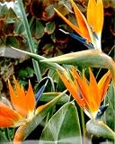 Bird of Paradise 10 Seeds -Strelitzia - Elegant!