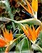 Bird of Paradise 10 Seeds
