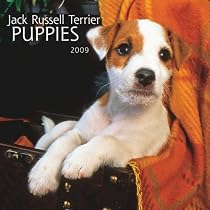 Jack Russell Terrier Puppies 2009 7X7 Mini Wall Calendar