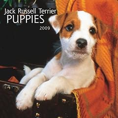 Jack Russell Puppies 2009 Calendar