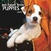 Jack Russell Puppies 2009 Calendar
