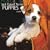 Jack Russell Puppies 2009 Calendar