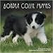 Border Collie Puppies 2010 Wall Calendar