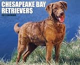 Chesapeake Bay Retrievers 2012 Calendar