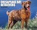 Chesapeake Bay Retrievers 2012 Calendar by Willow Creek Press