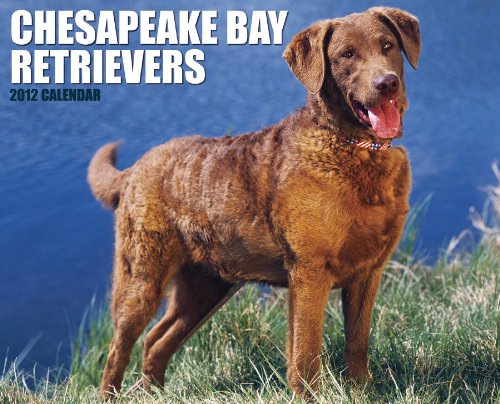 Chesapeake Bay Retrievers 2012 Calendar