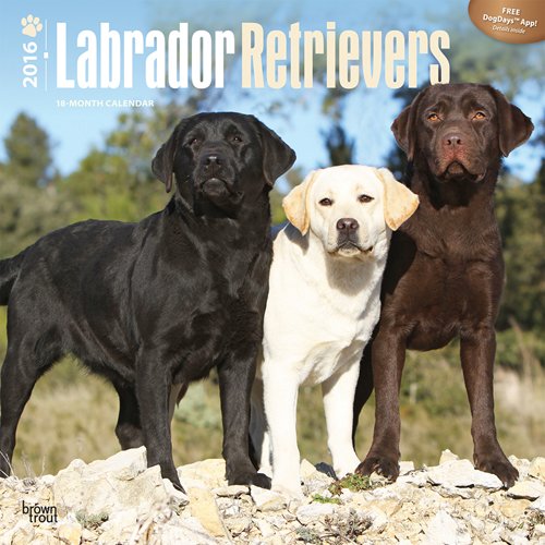 Labrador Retrievers 2016 Square 12x12 (Multilingual Edition)